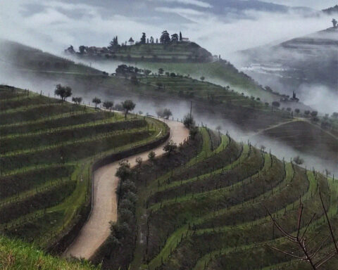 Vinhedos em socalcos na Quinta do Crasto na região do Douro com neblina matinal.