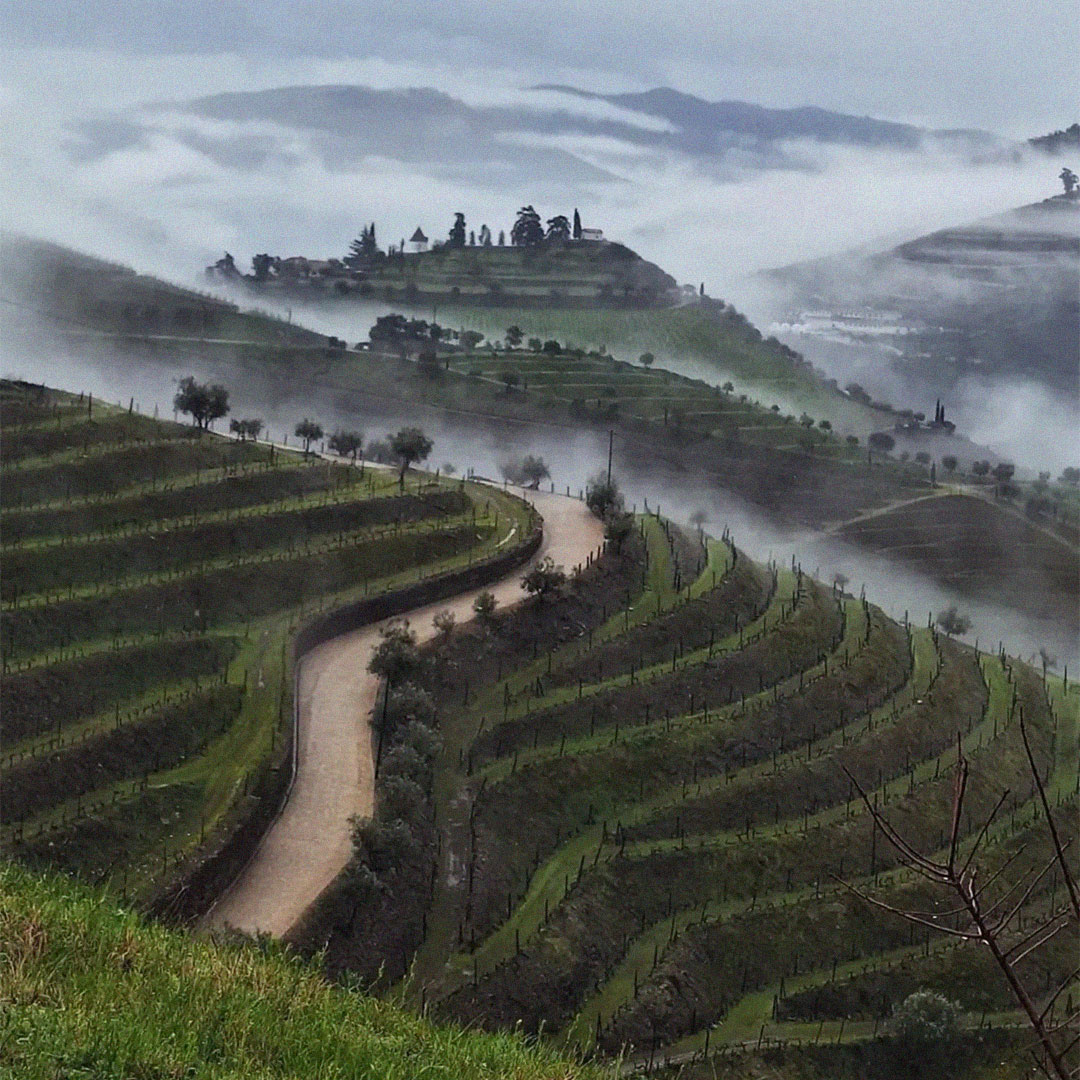 Vinhedos em socalcos na Quinta do Crasto na região do Douro com neblina matinal.