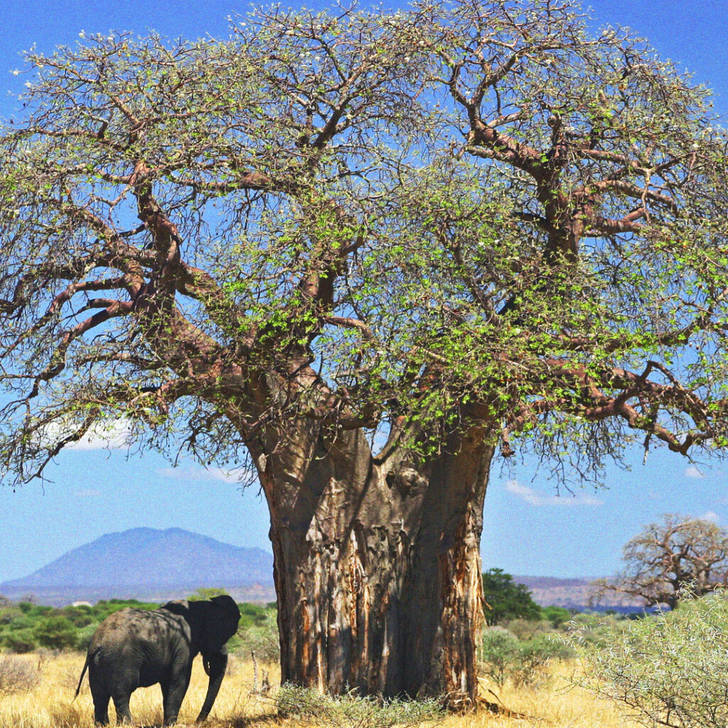 Imbondeiro de grande porte em paisagem africana com elefante ao lado.