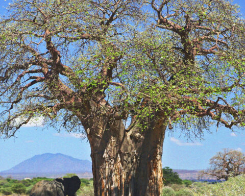 Imbondeiro de grande porte em paisagem africana com elefante ao lado.